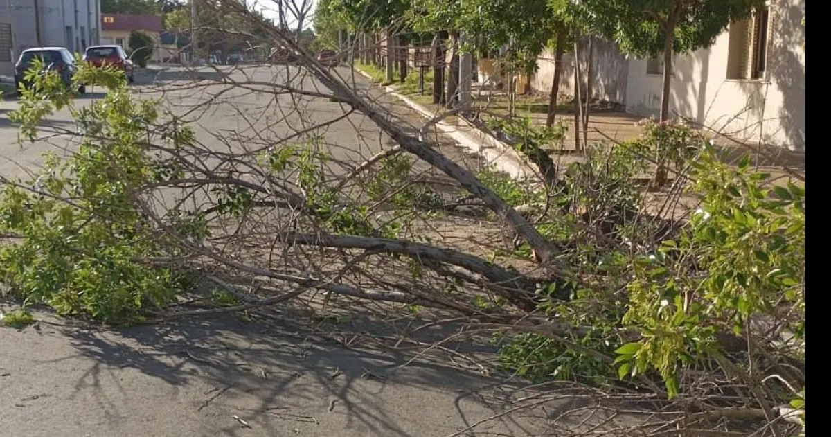 Fuertes tormentas provocaron ca�da de �rboles y cortes de energ�a en Santa Rosa y Toay
