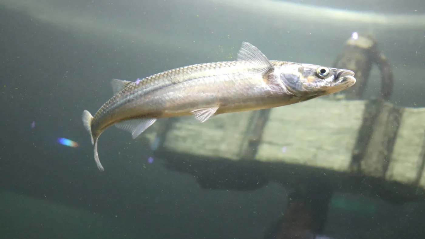 El Conicet y la UNLP avanzan en un plan para repoblar lagunas de la provincia con pejerreyes