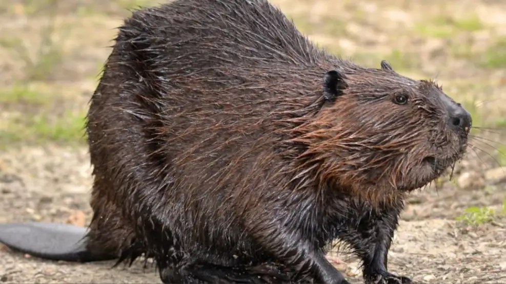 Castores: los ingenieros naturales que emergen como aliados contra el cambio clim�tico