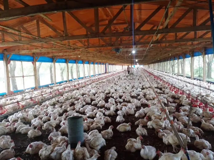 Un baj�n de luz provoc� la muerte de miles de pollos en una granja entrerriana