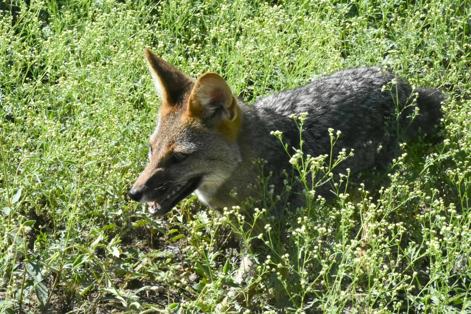 Liberan m�s de 60 animales silvestres rescatados del cautiverio | 31 de marzo de 2026