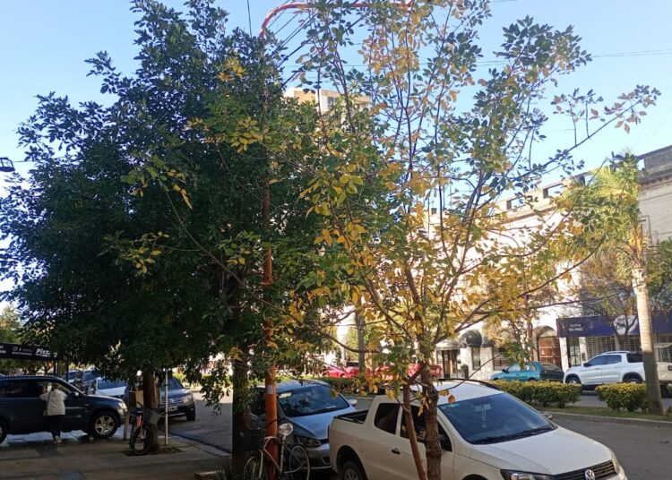 Expertos disertar�n en Tres Arroyos sobre la gesti�n y preservaci�n del arbolado urbano