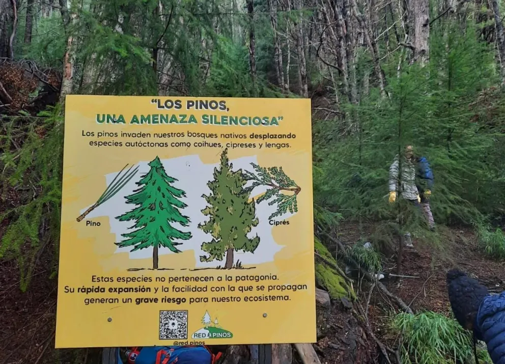 Medio ambiente: el problema de la expansin de pinos exticos invasores