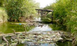 Quieren restaurar la vegetación en la cuenca del Arroyo Cululú