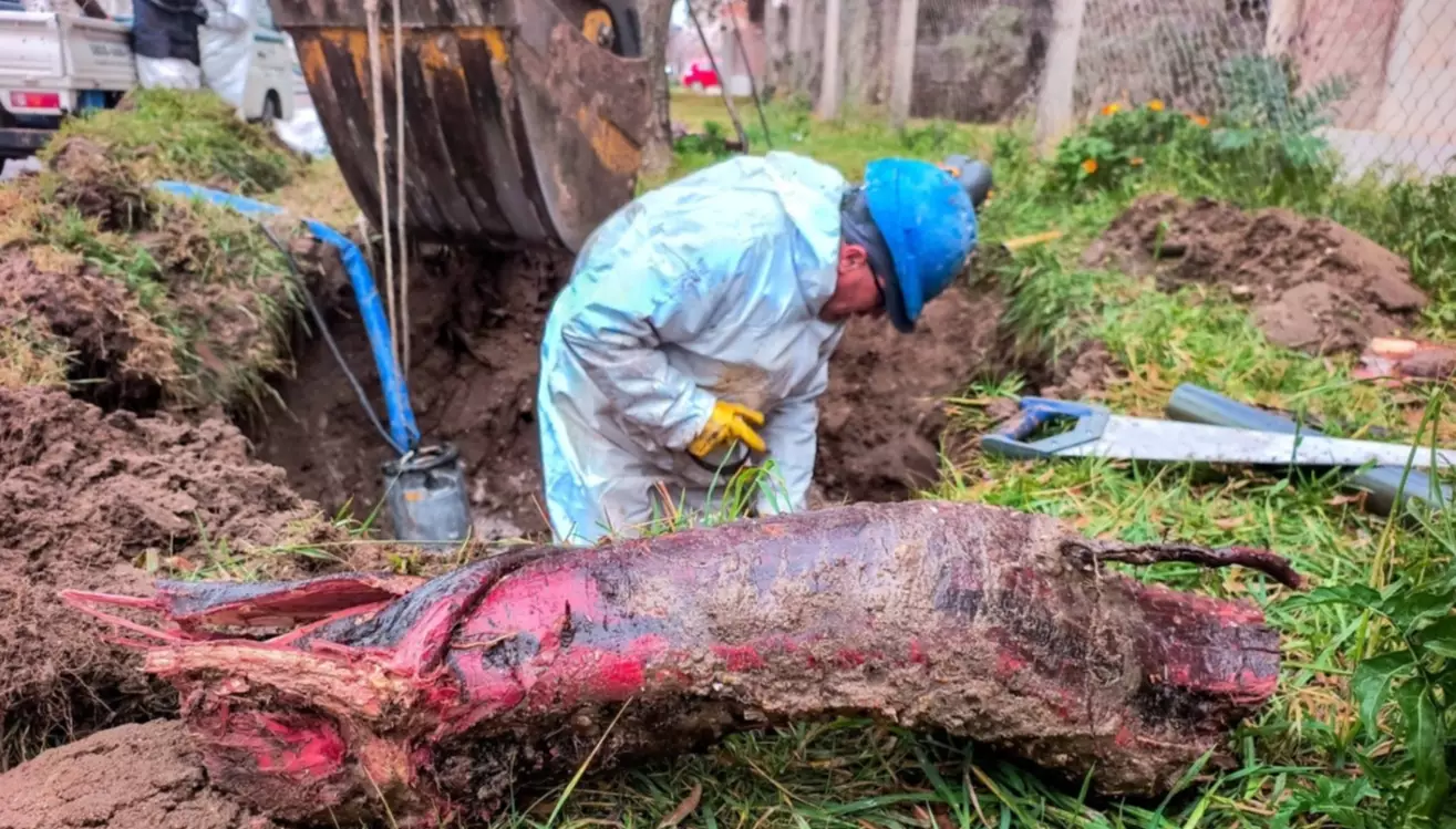 Ra�ces de �rboles provocaron una p�rdida de agua en zona sur