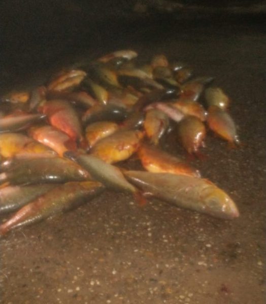 Depredacin del ro Uruguay: la Asociacin de Guas de Pesca exigi respuestas al gobierno provincial