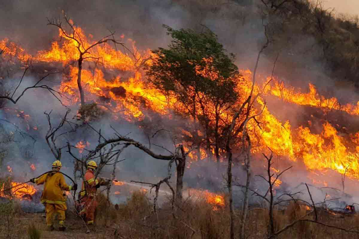 Tres millones de hect�reas quemadas se convirtieron en campos de uso productivo