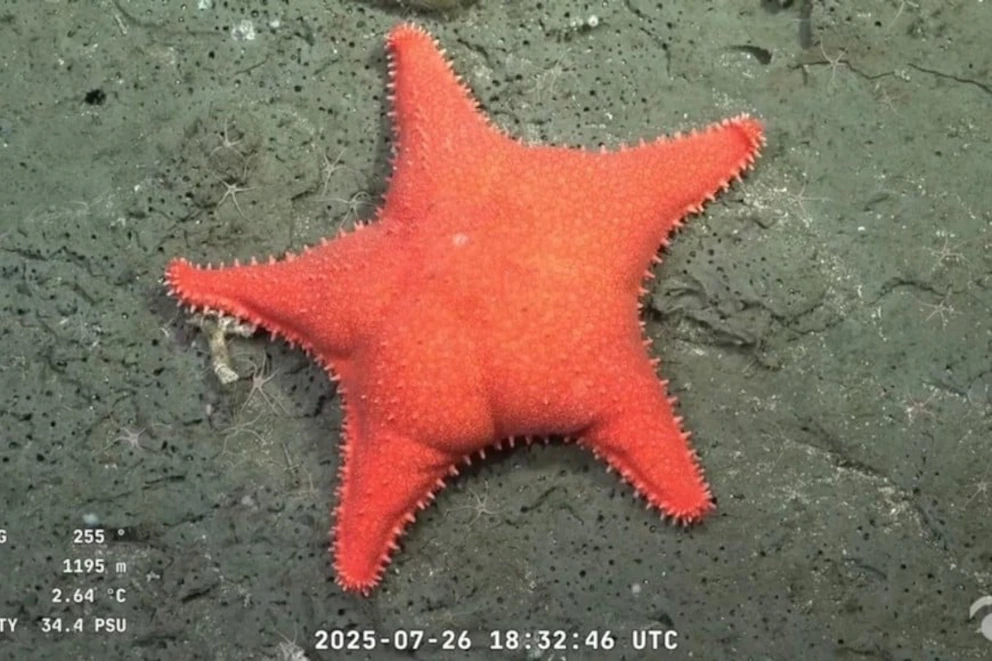 El buque científico llegó a Uruguay: una estrella de mar “con patas” y otras especies asombrosas a 1.000 metros de profundidad