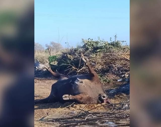 Vecinos de Fontezuela denuncian un basural con animales en estado de putrefaccin