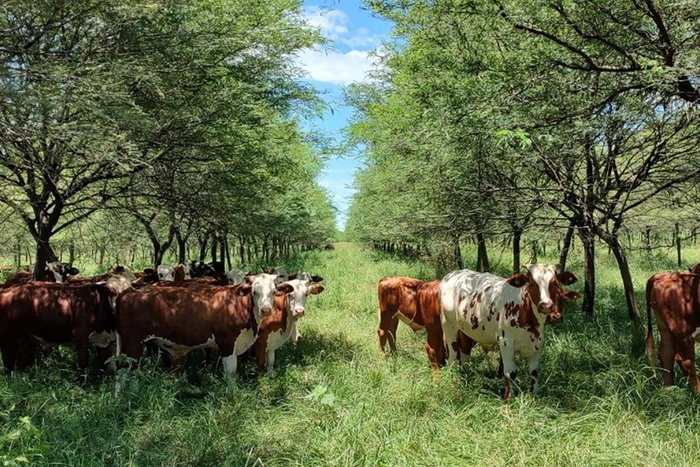 Reglamentaron el Ordenamiento Territorial de Bosques Nativos