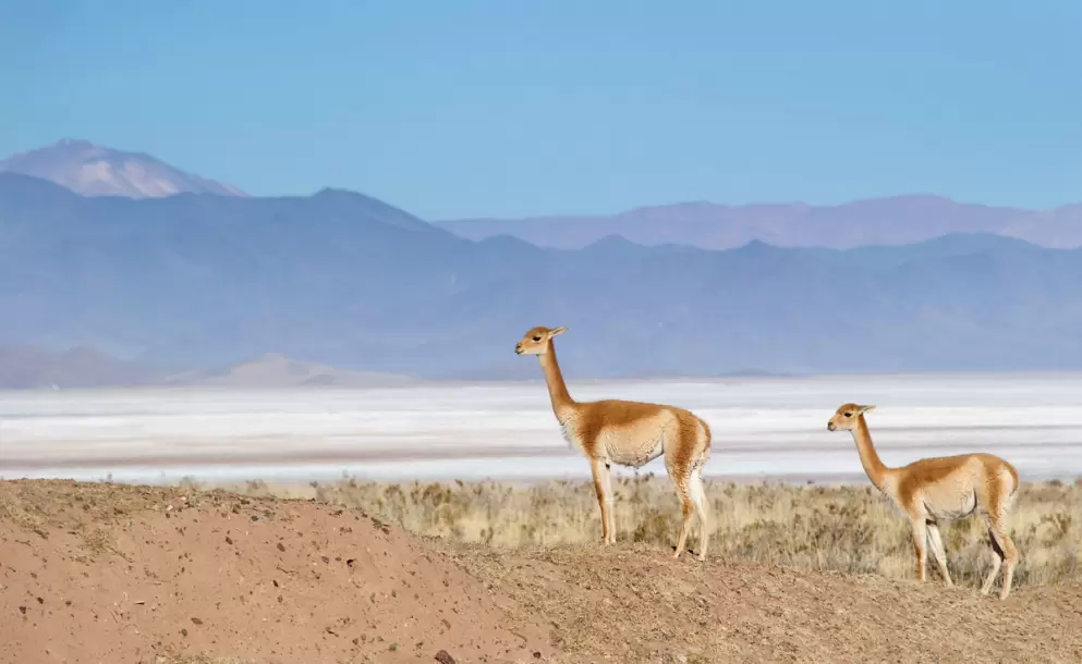 La Puna juje�a tendr� nuevas obras de agua potable y saneamiento con fondos de regal�as mineras