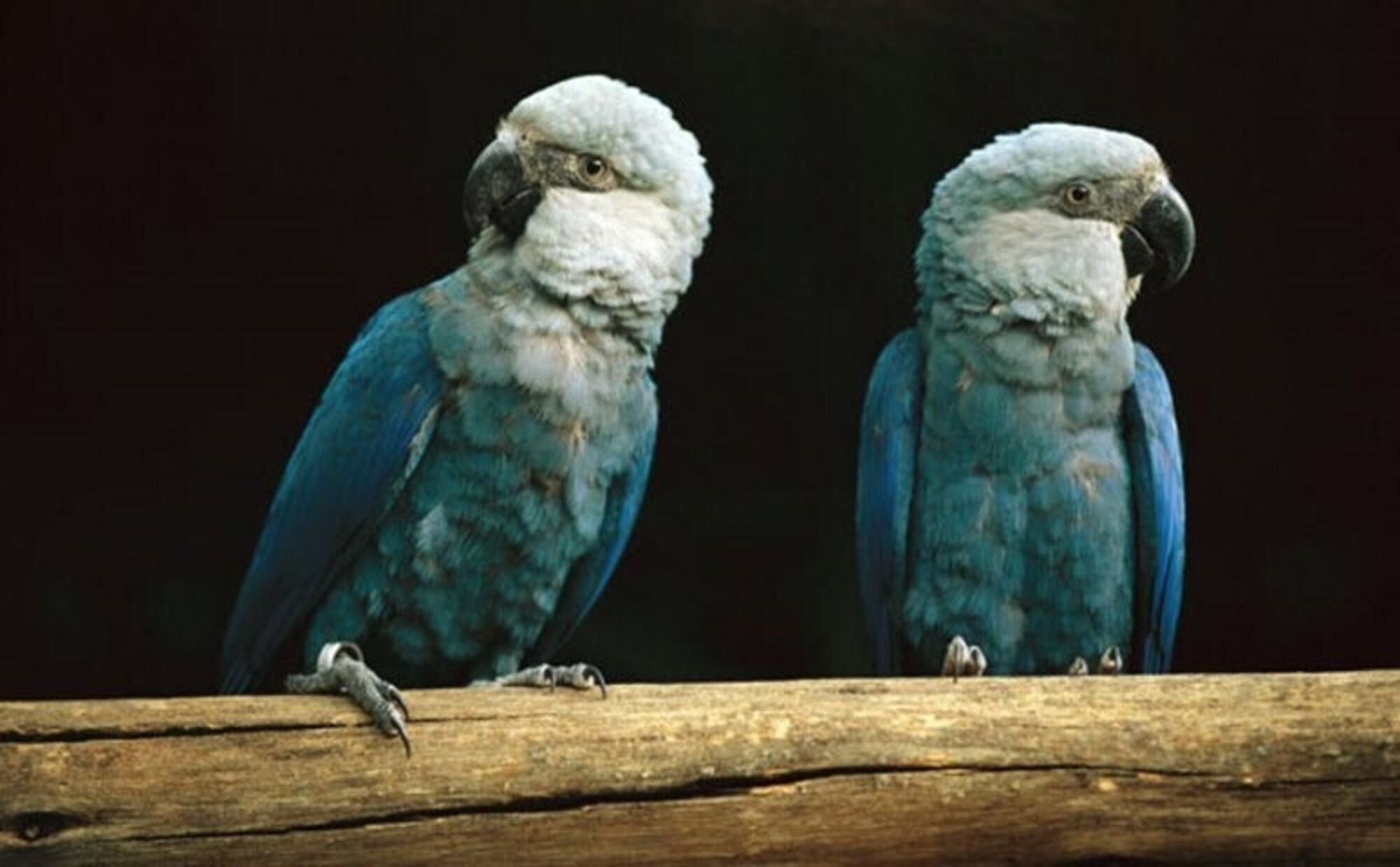 En el 2000, el guacamayo de Spix fue declarado extinto en estado silvestre, 22 a�os despu�s volvi� a su h�bitat, pero la aparici�n de un virus puso en riesgo el programa