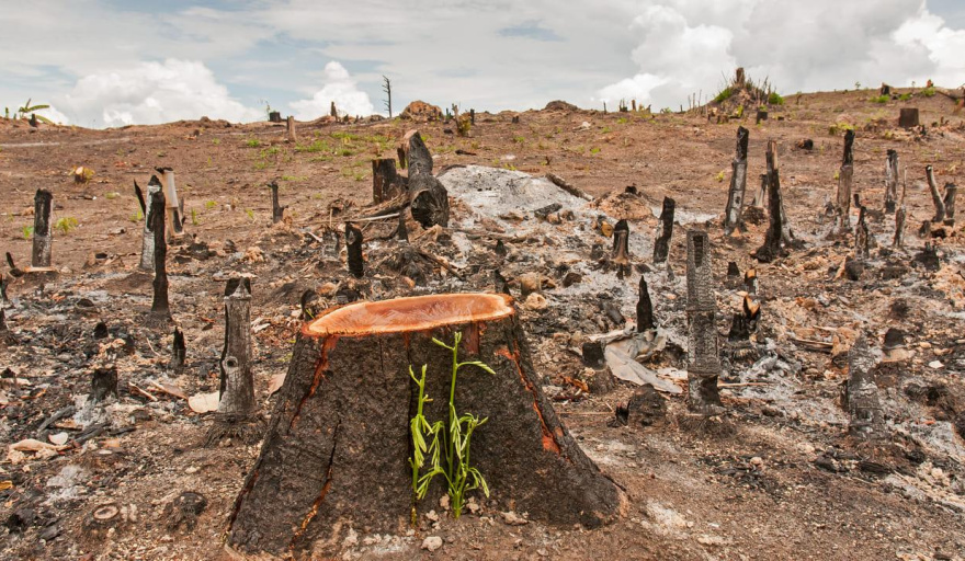El dao ambiental precisa su marco legal