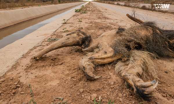 Dao ambiental del Canal de la Patria: la Procuracin General impulsa la competencia de la Corte Suprema