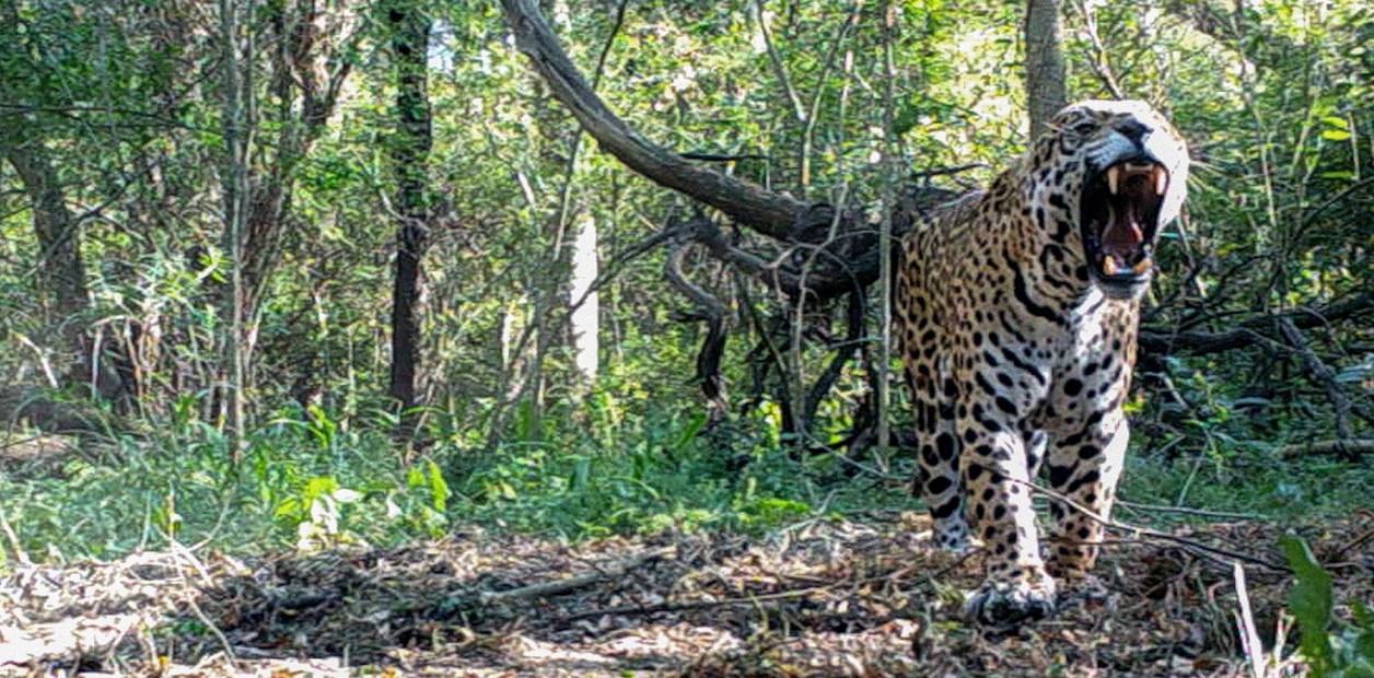 Chaco: investigan la desaparicin de la yaguaret Aca y calculan en ms de 2.600 millones de pesos el dao ambiental