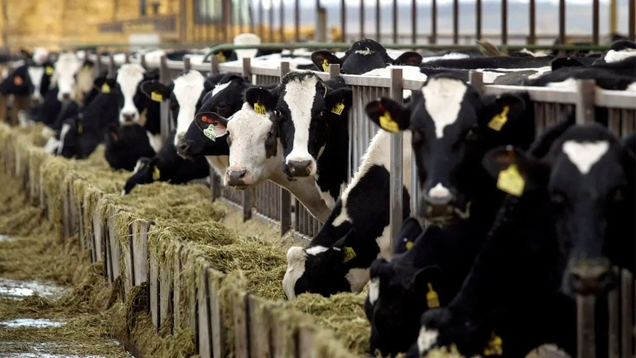 Impuesto al metano de las vacas: por qu el proyecto genera crticas, qu dice la ciencia, y qu medidas existen en el mundo