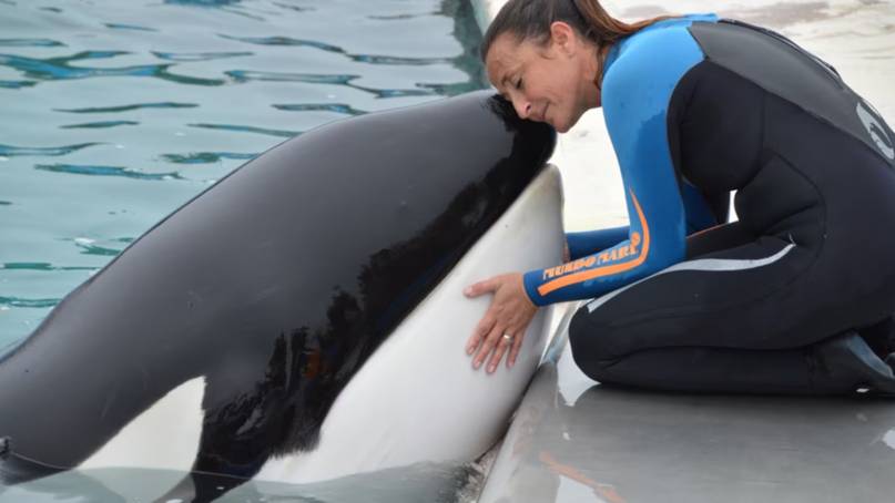 Muri� Kshamenk, la �nica orca que viv�a en cautiverio desde hac�a 33 a�os en San Clemente